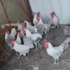 العدد 15 كلهم ديوك صحه ماشاء الله تبارك الرحمن