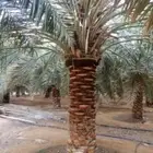 قلعه حيش وغارس تكريب تجريد نظافه