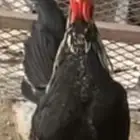 سليم ديك بلادي