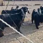 معزا عوارض ومشاريك