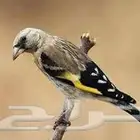 فرخ حسون سوري