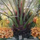 نخل للبيع مثمر نخيل جده مكه نخل خلاص برحي روثان للبيع