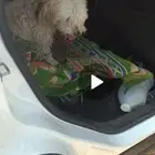 كلب مالتيزر مفقوده