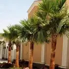 يوجد الدنيا جميع انواع انخيل زينه واشنطن