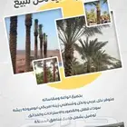 يوجد لدينا جميع انواع النخل الواشنطني وجميع المقاسات ونوصل