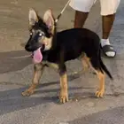 جيرمن شيبرد للحراسه