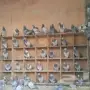 للبيع حمام زاجل ازرق عشه 40ماشاءالله