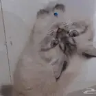 قطه للتبني
