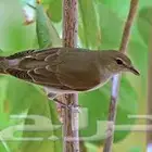 دخل كامري