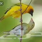 طيور النساج