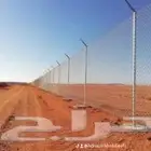 نخل نخيل شبوك شبك مزارع زراعة نخل