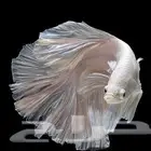 سمك الفايتر فايتر زينه بيتا البيتا