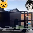 Dogs and Cat