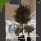 زيتون صناعي