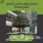 زيتون صناعي