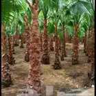 نخل وشنطونيا