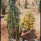 جميع انواع انخيل