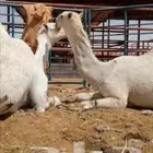 حلاق ابل رقبه جرد حلاق ممتاز