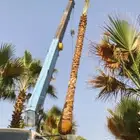 نخيل واشنطني لزينة واجهات وحدائق المنازل