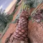 إسلام عليكم ورحمه الله وبركاته اخواني يوجد لدينا نخيل للبيع
