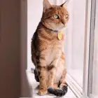 عياده القطط المتنقله