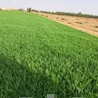 ثيل سي 2000. صافي و طبيعي جرد قولي