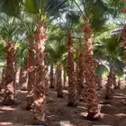 يوجد لدينا نخيل للبيع