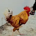( للعرض فقط ) ديك فرنسي اورنج سوبرر