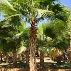 نخل واشنطونيا أمريكي واشنطني نخيل مثمر عربي
