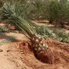 مشاتل اشجار ونخل عربي وواشنطني وتركيب شبوك