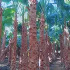 واشنطنيا.للبيع.وتركيب.الشبوك