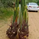 الخرمه بيشه نخل توريد جميع انواع انخيل وقلع وغر