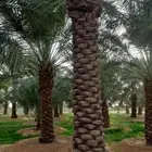 جثايث  نخل  نخيل للبيع بجدة مكة