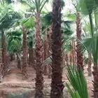 نخل زينه واشنطني نخيل واشنطنيا نخيل واشنطني