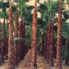 نخل عربي وواشنطن معاالتوصيل والغرس