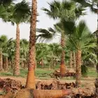 نخل واشنطن للبيع