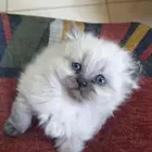 كتن هملايا بيور للبيع