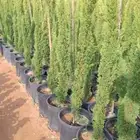 شتلات الأشجار الظل والعطريات مع التوصيل