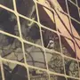 حجل  للبيع  4 حبات  