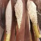 لقاح نخيل  يارا