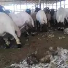 حلاق غنم مكينه نعيمي