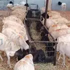 برابر صومالية مرابي جاهزة للذبح لأضااحي العيد