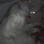 قط ذكر لتزاوج