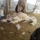 قصاص غنم نعيمي مكينه