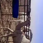 حلاقه ابل وغسيل
