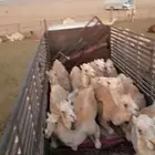 تريلة نقل الابل والمواشي داخل وخارج المملكة قطر الكويت