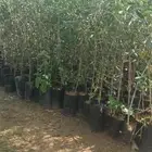 شتلات زيتون الجوف جمله