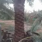 نخيل عربي وشبوك مزارع