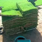 ثيل طبيعي تنسيق حدائق