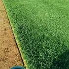 ثيل طبيعي تنسيق حدائق